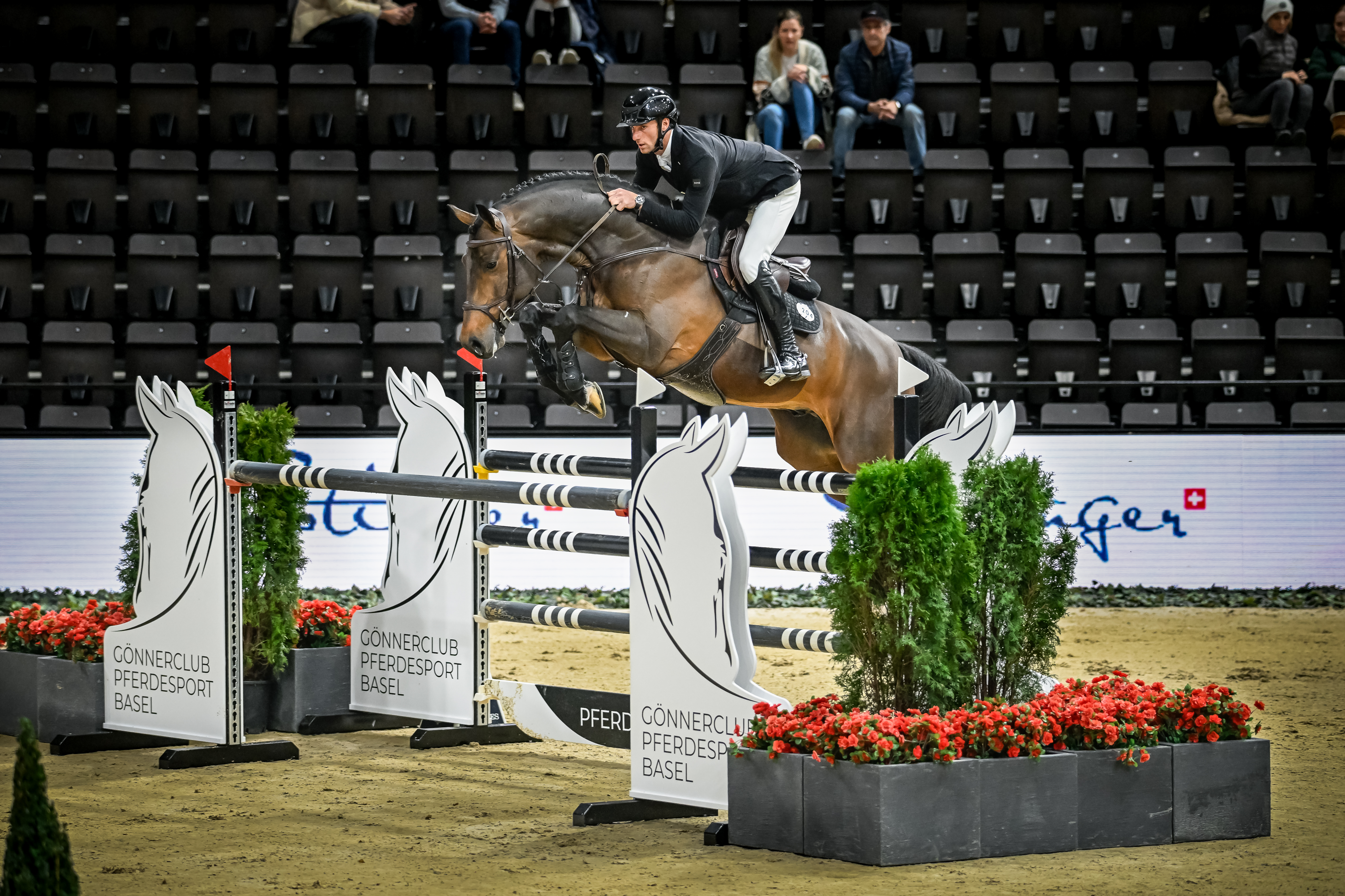Diamant de Casall – Top-Neuzugang auf dem Gestüt Birkhof