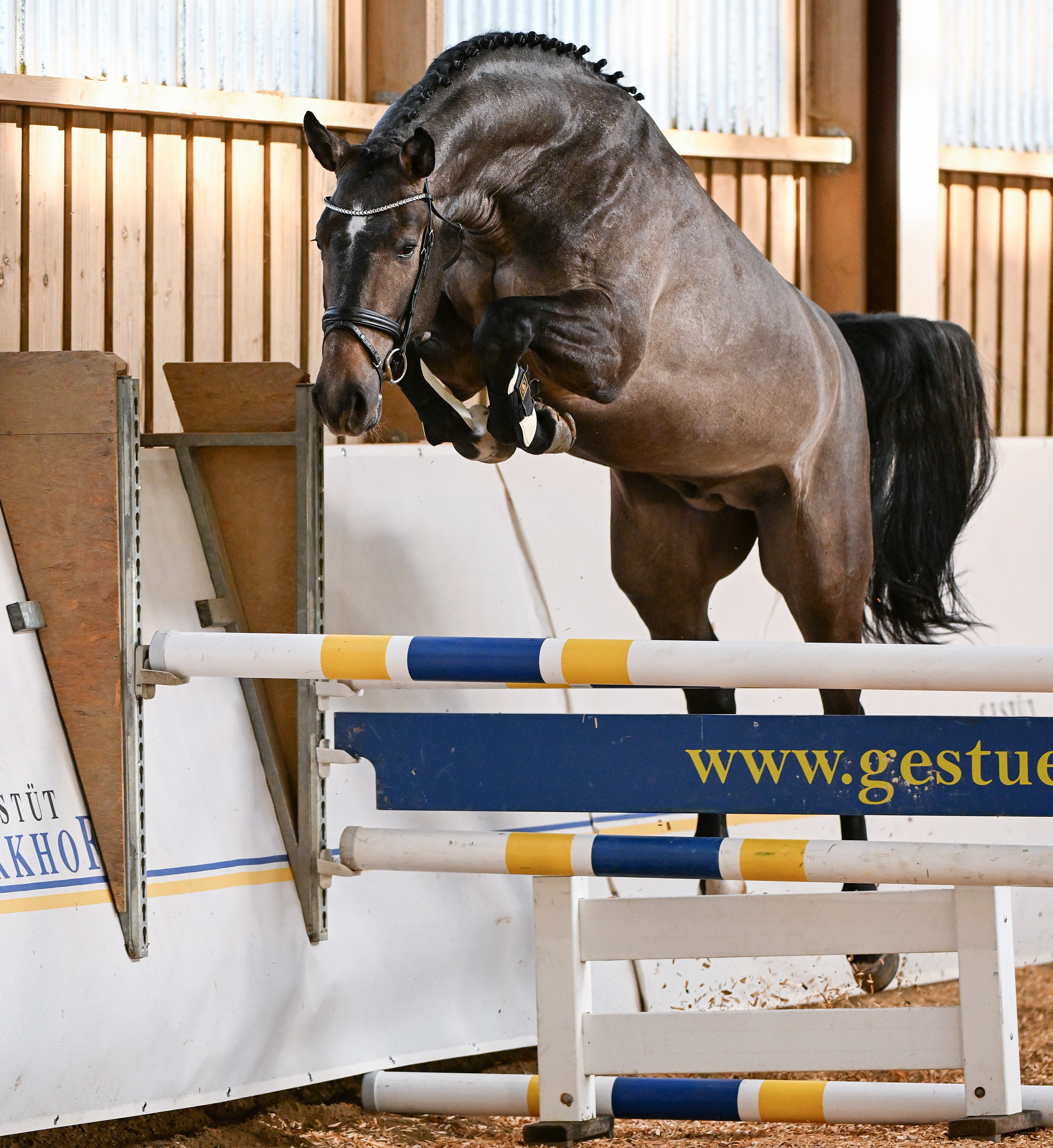 In den Fußstapfen seines Halbbruders: Conthargos Man neu auf dem Birkhof