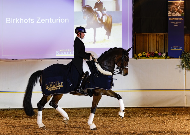 Zwei neue „Birkhofs“-Pferde ausgezeichnet
