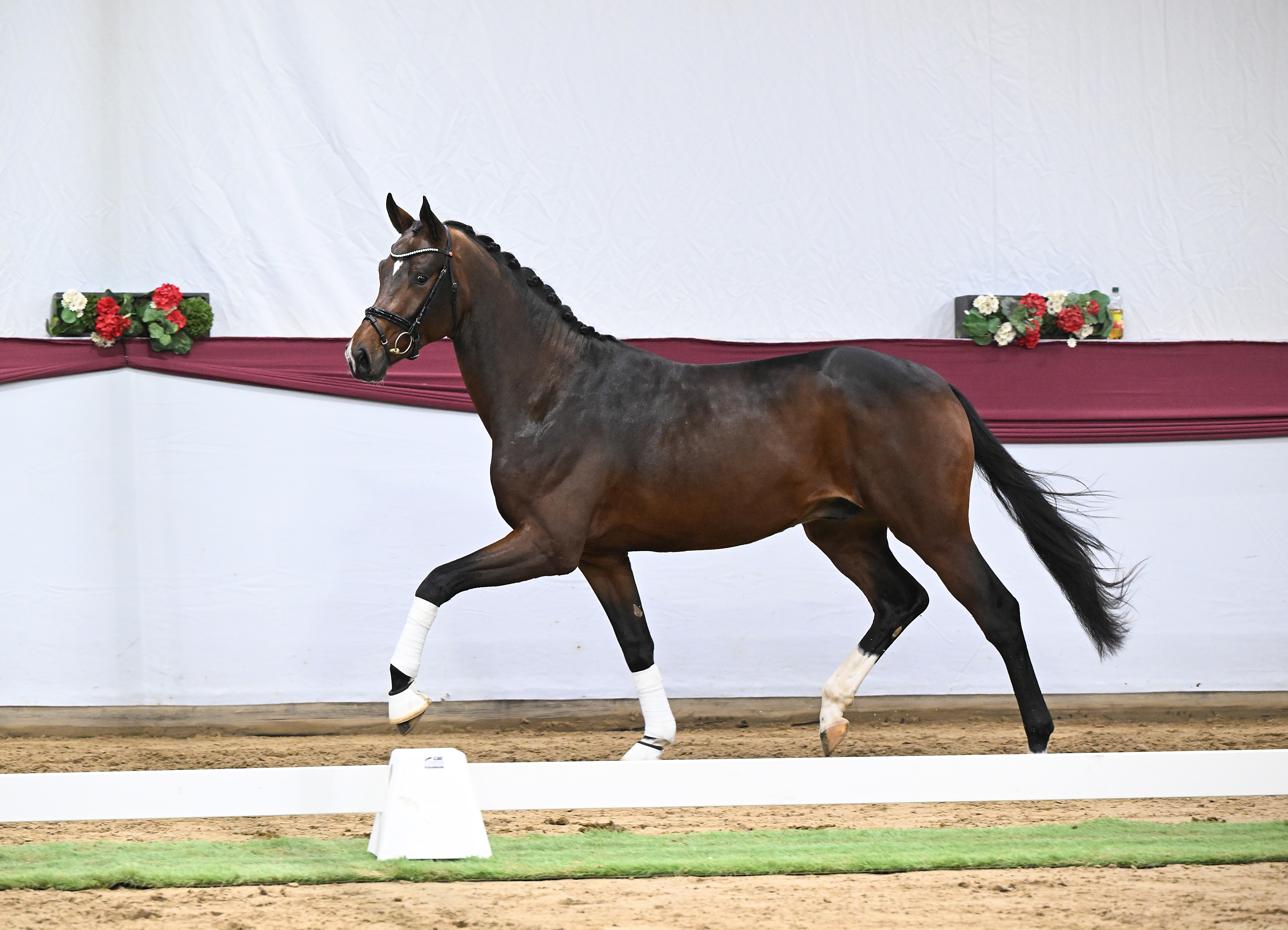 DSP-Hengsttage 2026 in München-Riem – Gestüt Birkhof ist dabei