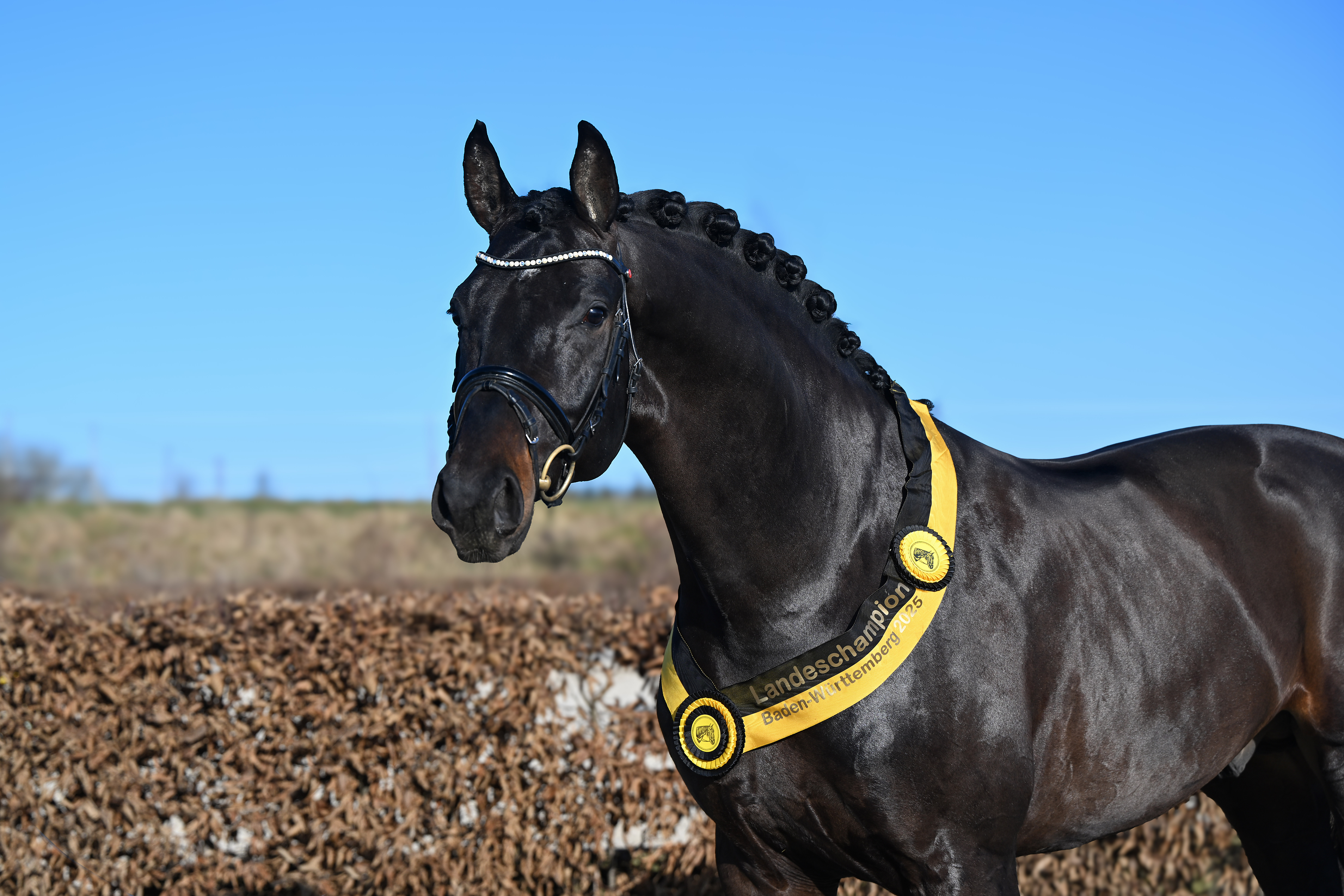 Sané - Strahlender Landeschampion mit neuem Video