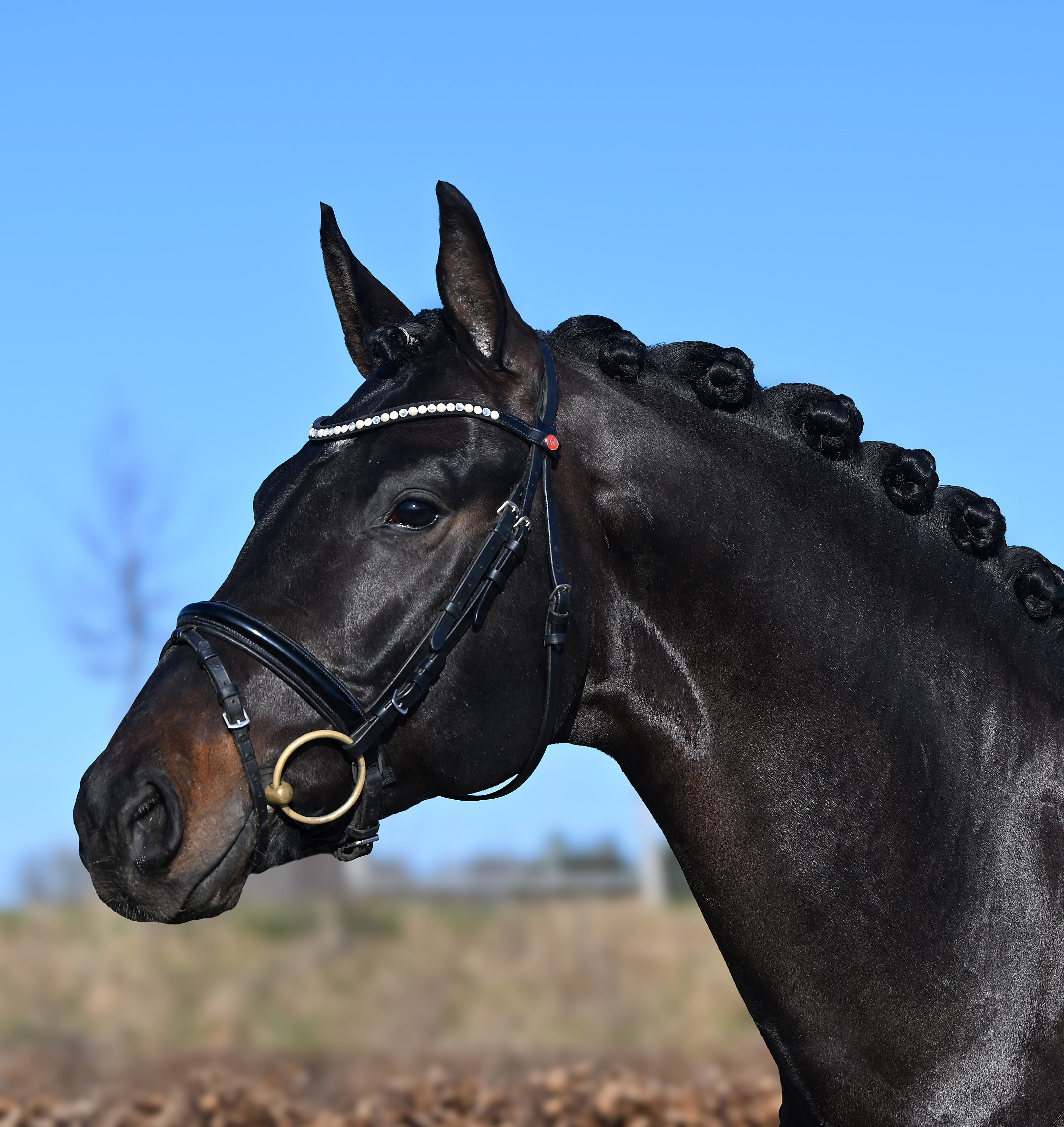 Birkhof´s Sané für Hannover anerkannt