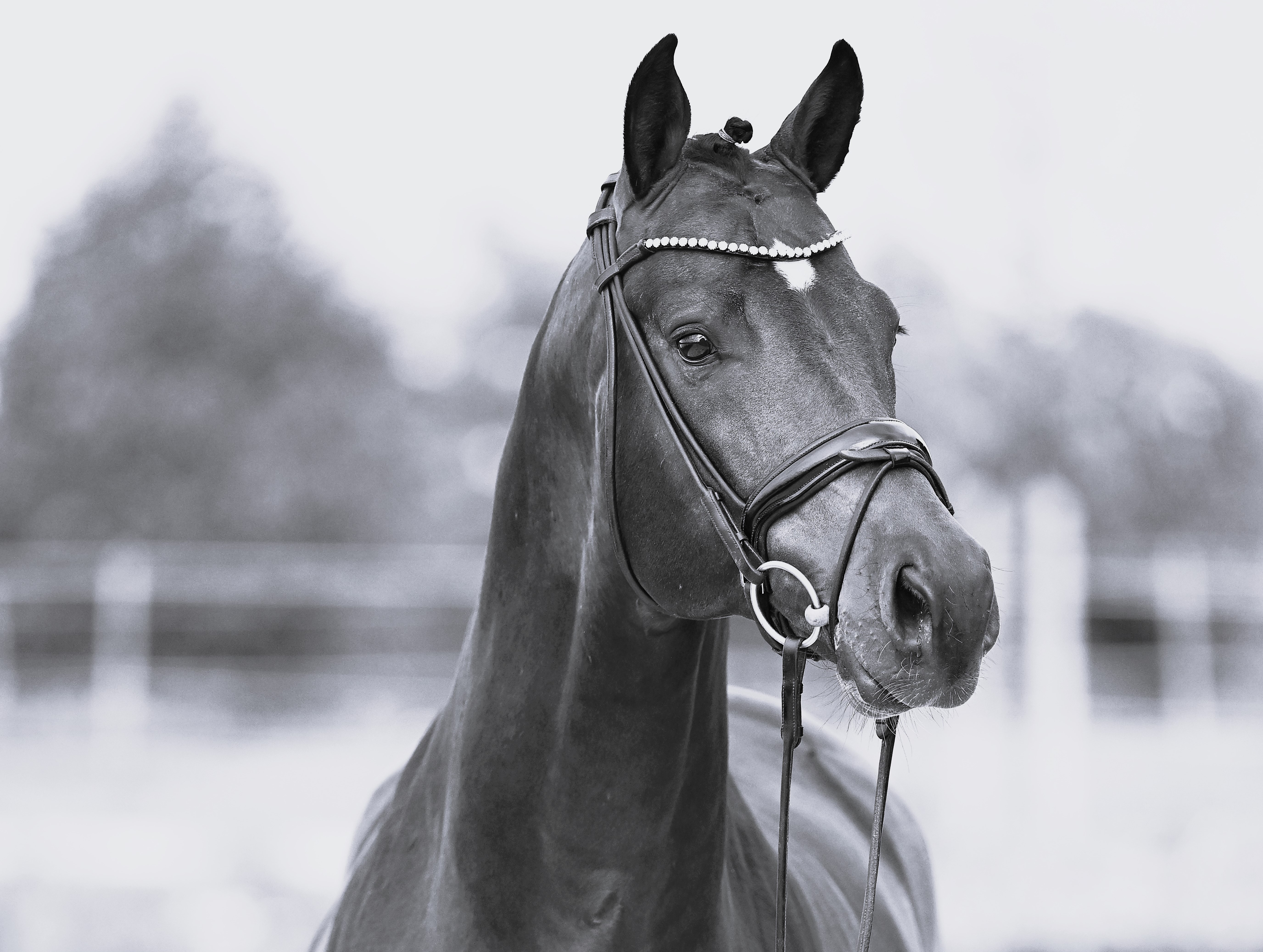 Birkhof´s Vangelis DSP lebt nicht mehr