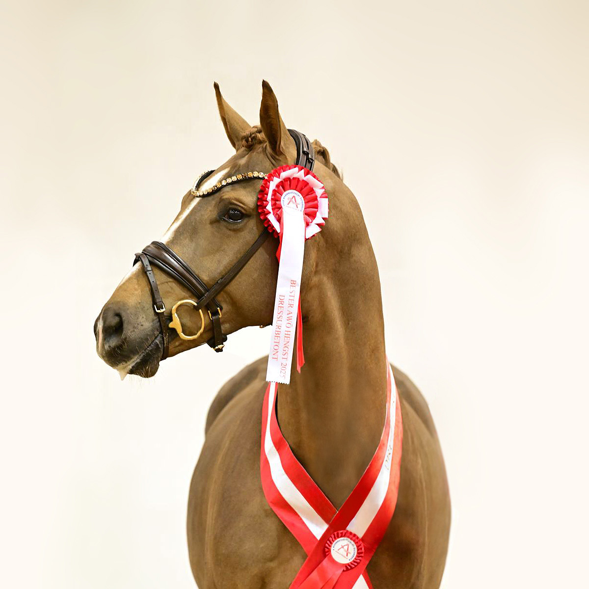 Vom Feinsten überzeugt auch unter dem Sattel